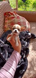 Chihuahua mini toy