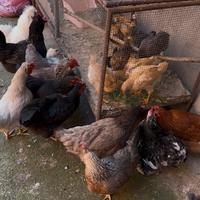 13 galline e 2 galli