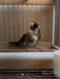 Cardellino anelalto foi2025 con cessione