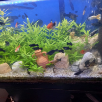 Acquario completo di pesci