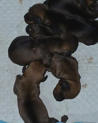 Cuccioli di bassotto a pelo duro