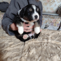 Miniature American Shepherd