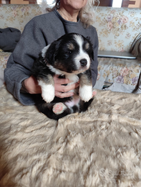 Miniature American Shepherd