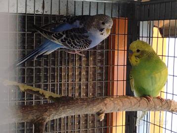 Ultima coppia diaponibile