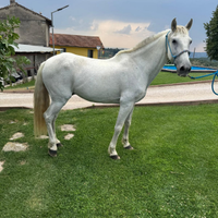 Cavallo