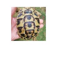 Tartaruga Testudo graeca