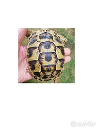 Tartaruga Testudo graeca