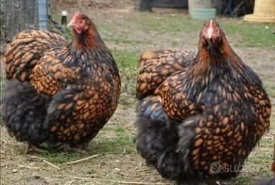 Galline ornamentali