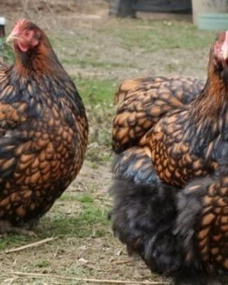 Galline ornamentali