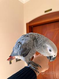 Cenerini allevati a mano