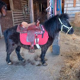 Pony 10 anni