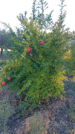 Terreno con impianto Melograni,frutti rossi
