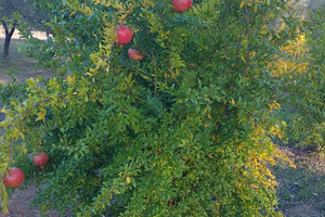 Terreno con impianto Melograni,frutti rossi