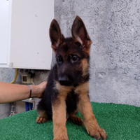 Cucciola di pastore tedesco - femmina - alta