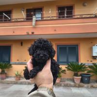 Barboncino mini toy nero maschietto