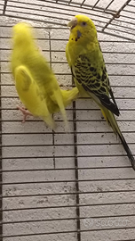 Cocorite adulte,sia maschi che femmine