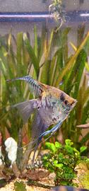 Pterophyllum scalare