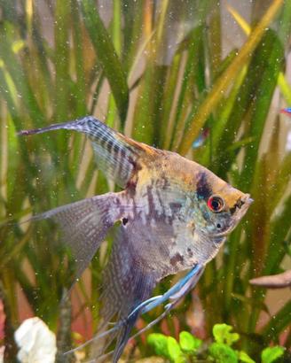 Pterophyllum scalare