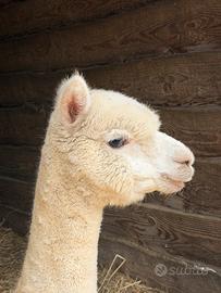 Alpaca