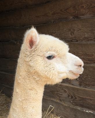 Alpaca