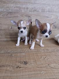 Chihuahua mini Toy taglia mosca