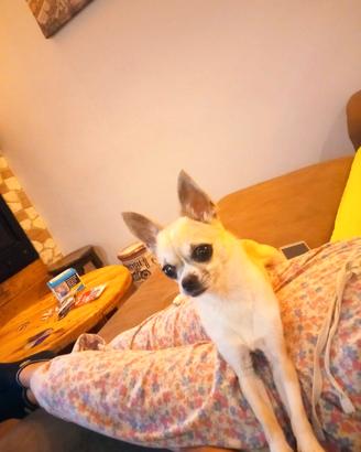 chihuahua 