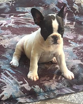 Bulldog francese
