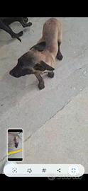 Cucciola pastore belga malinois
