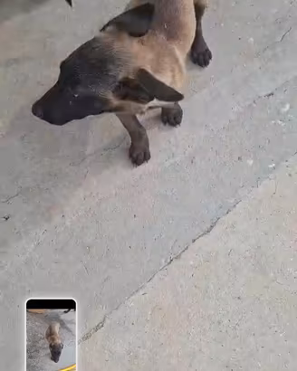 Cucciola pastore belga malinois