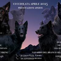 Cuccioli Pastore Tedesco Pelo Lungo