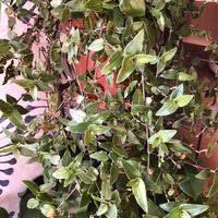 Tradescantia multiflora (“velo nuziale tahitiano”)