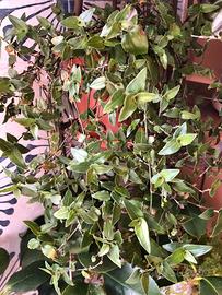 Tradescantia multiflora (“velo nuziale tahitiano”)