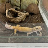 Geco leopardino