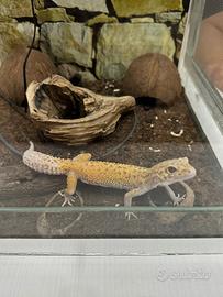 Geco leopardino