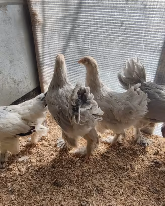 Galline