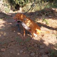 Cani da caccia esperti