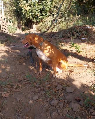 Cani da caccia esperti