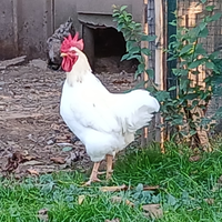 1 gallo bianco