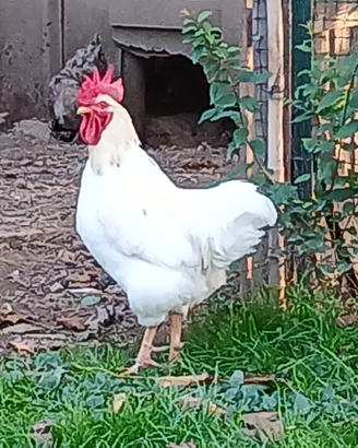 1 gallo bianco