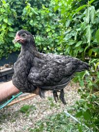 Pulcinotti Marans