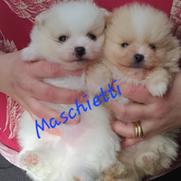 Spitz di pomerania nani