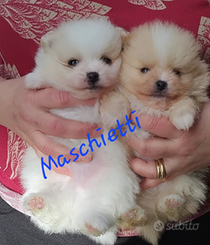 Spitz di pomerania nani