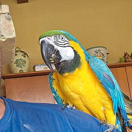 Pappagallo ARA ARARAUNA maschio allevato a mano