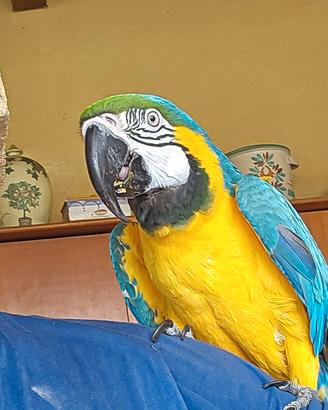 Pappagallo ARA ARARAUNA maschio allevato a mano