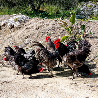 Galline australorp migliore ovaiola al mondo