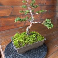 Bonsai di cipresso Hinoki