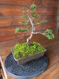 Bonsai di cipresso Hinoki