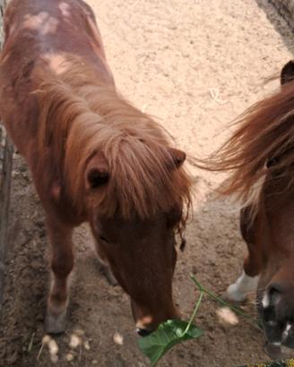 Pony