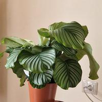 calathea orbifolia
