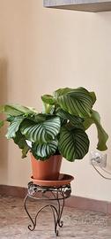 calathea orbifolia